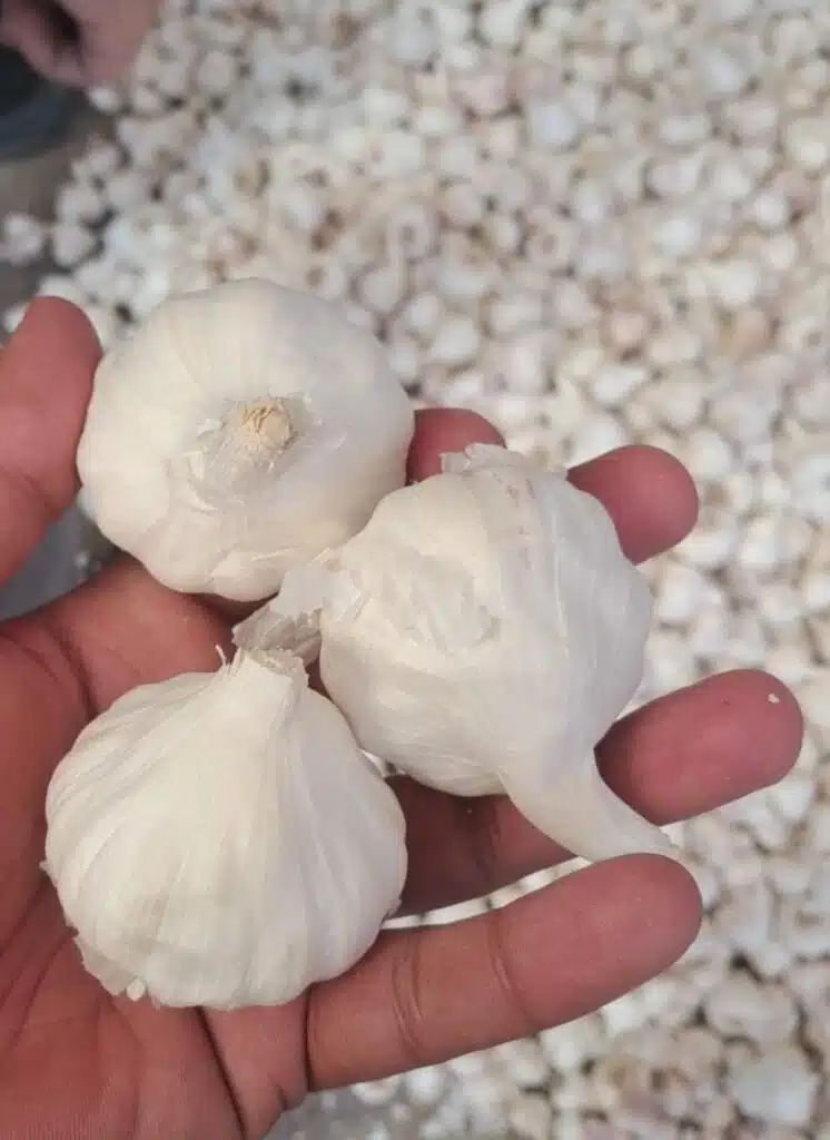 Fresh Garlic - Ooty Variety